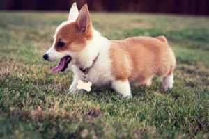 Un photo d'un chien corgi dans un champ. Le petit chien semble heureux.